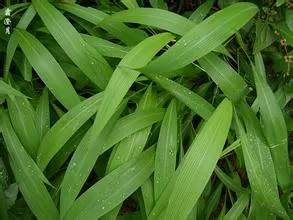 Venda imperdível Fornecimento de fábrica diretamente 100% natural Lophatherum Herb PE Extrato de folha de bambu